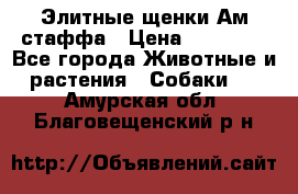 Элитные щенки Ам.стаффа › Цена ­ 25 000 - Все города Животные и растения » Собаки   . Амурская обл.,Благовещенский р-н